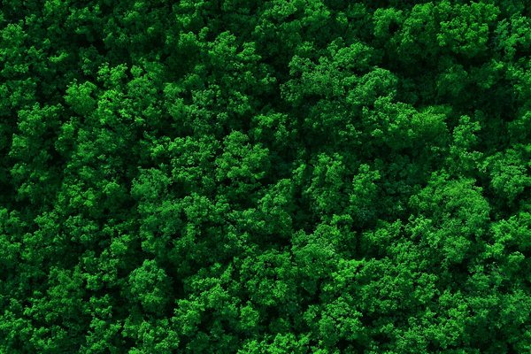 Gateley Smithers Purslow achieves Certified Carbon Neutral Status