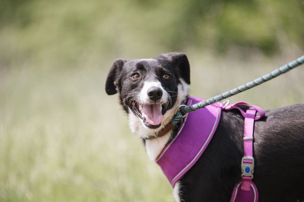 Colleagues unite to support animal aid centre